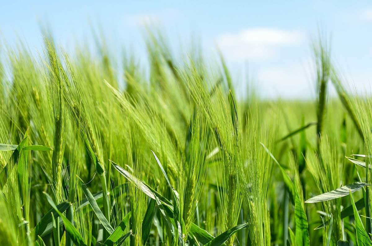 gerstengras
