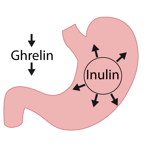 inulin abnehmen